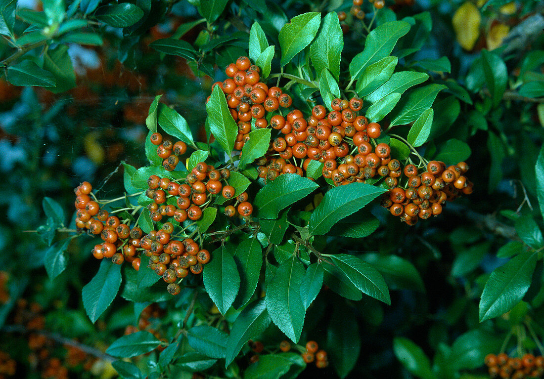 Pyracantha coccinea Feuerdorn