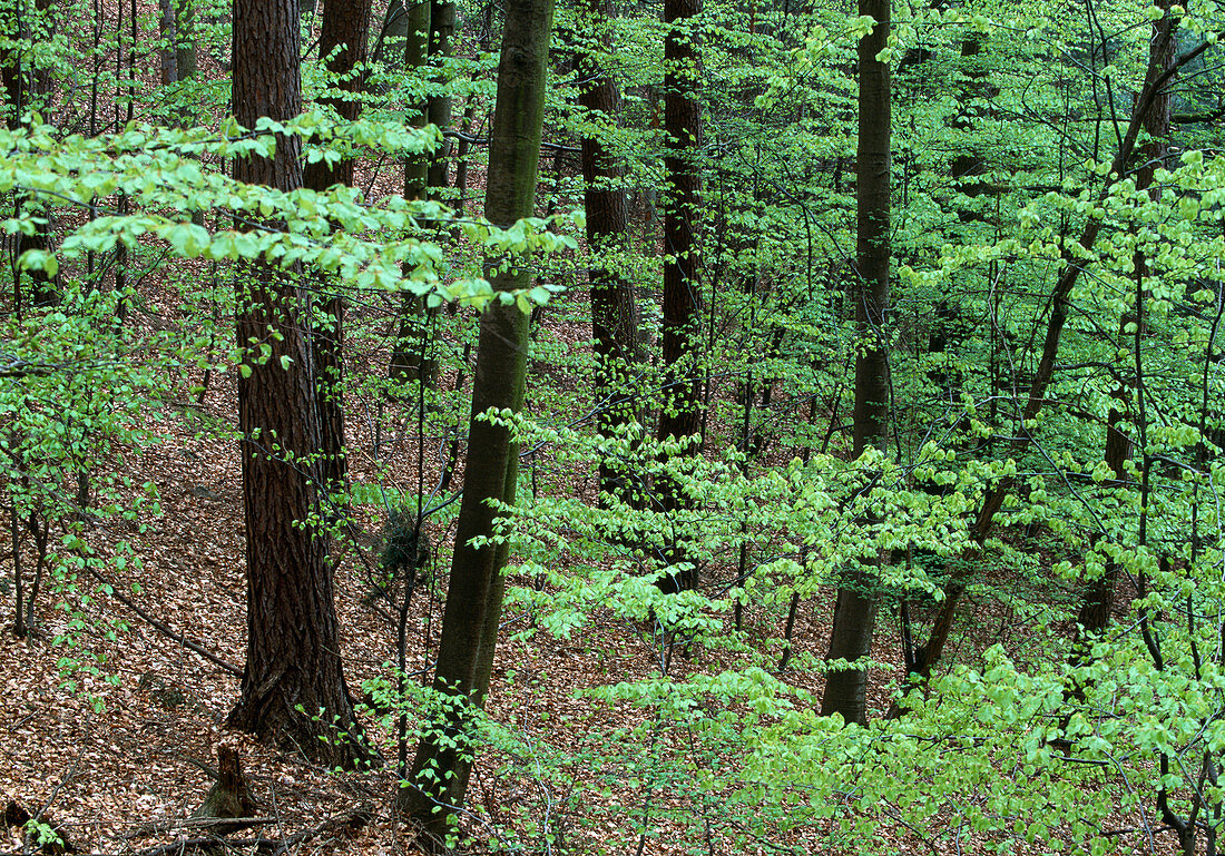 Buchen-Mischwald