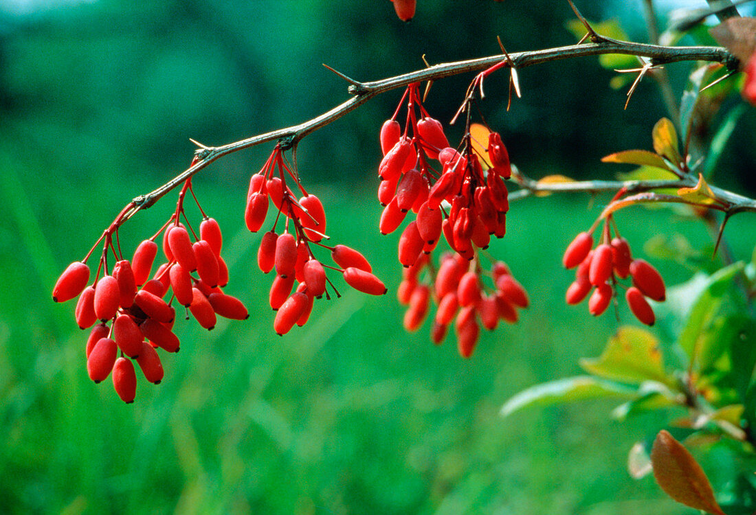 Berberis vulgaris (barberry)