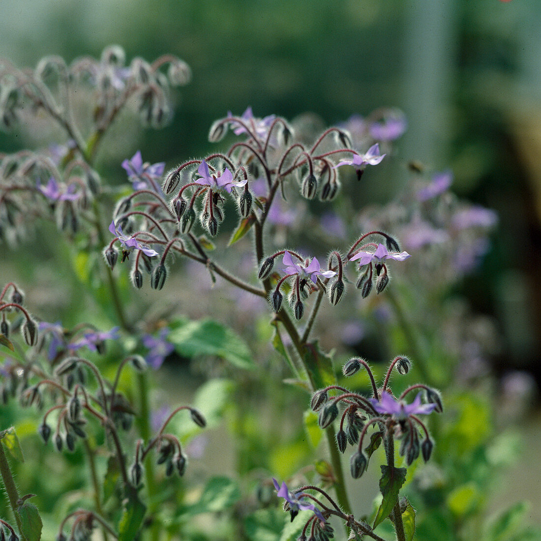 Borage (Borago)