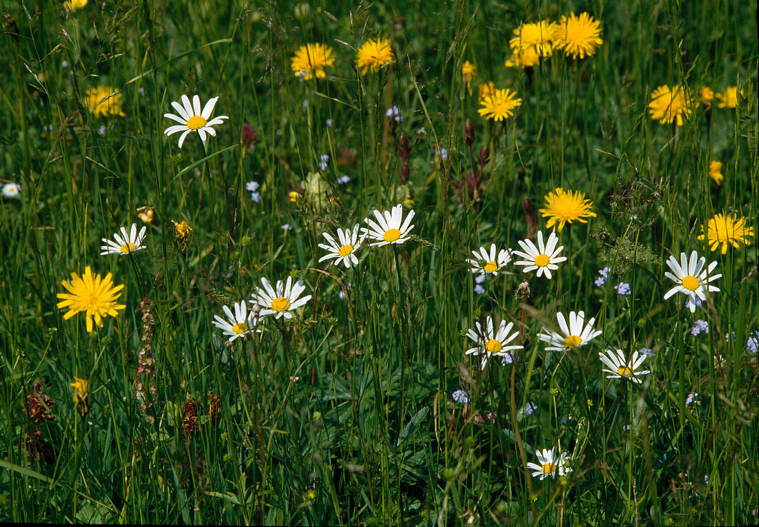 Blumenwiese: Leucanthemum vulgare (Margeriten) und Crepis biennis (Wiesen-Pippau)