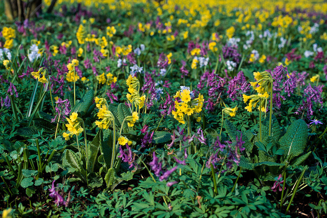 Frühlingswiese: Primula veris (Schlüsselblumen) und Corydalis Solida (Gefingerter Lerchensporn)