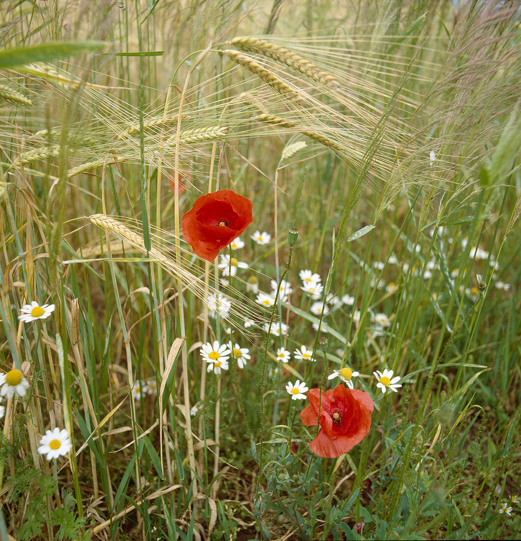 Field border with barley (Hordeum), Papaver rhoeas (corn poppy) and camomile (Matricaria chamomilla)