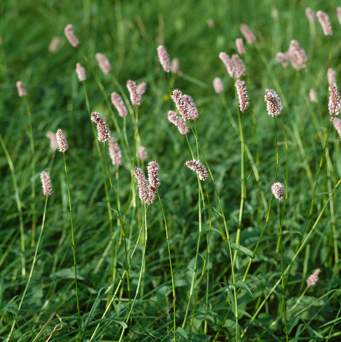 Polygonum Bistorta meadow knotweed