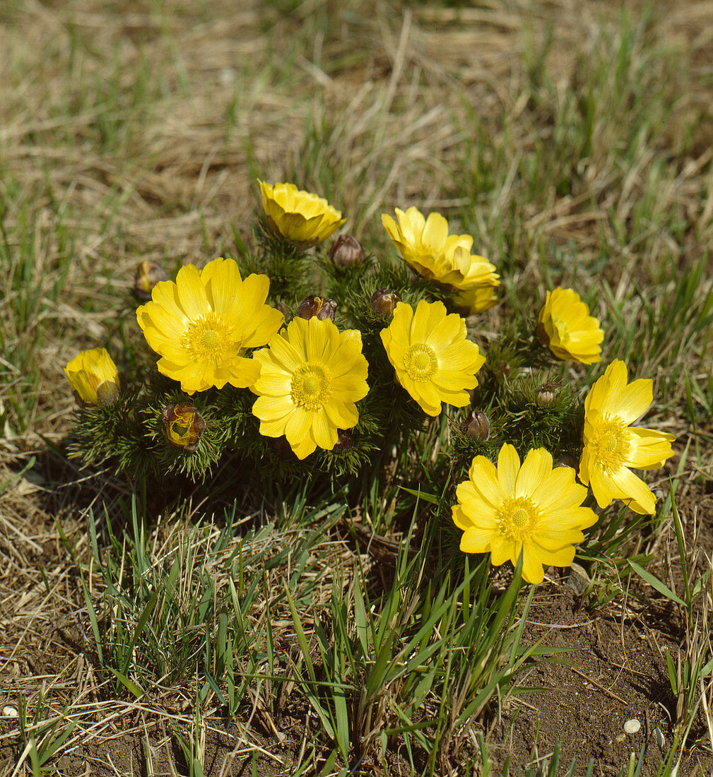 Adonis vernalis (Adonis rose)