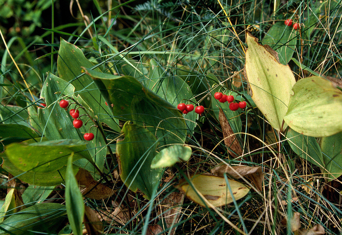 Convallaria majalis (Lily of the Valley)