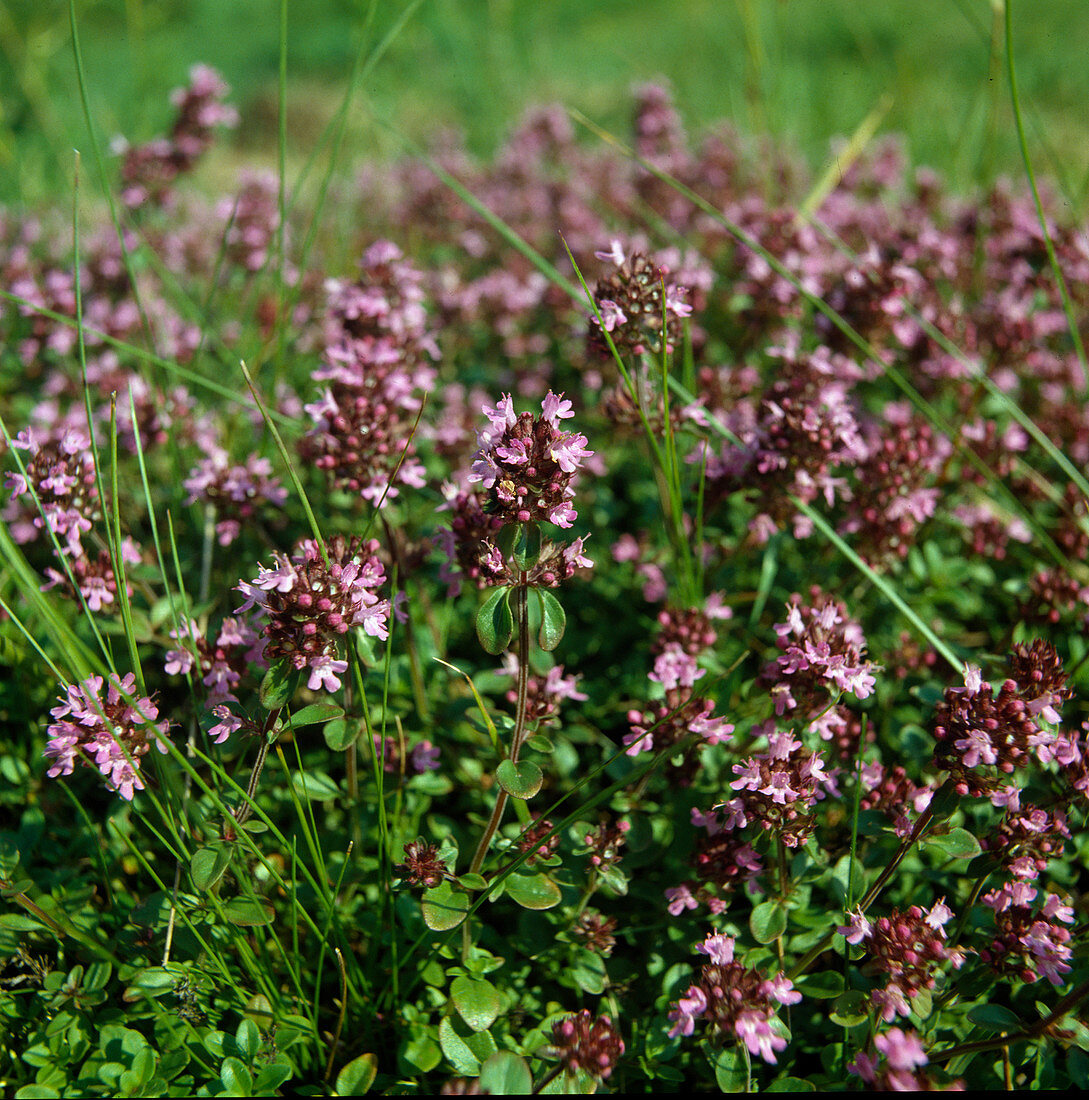 Wild field thyme (Thymus serphyllum)