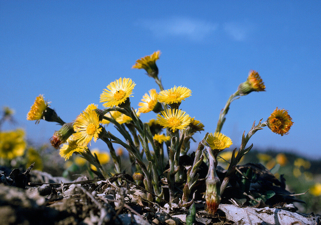 Coughwort, Tussilago farfara, Bavaria, Germany