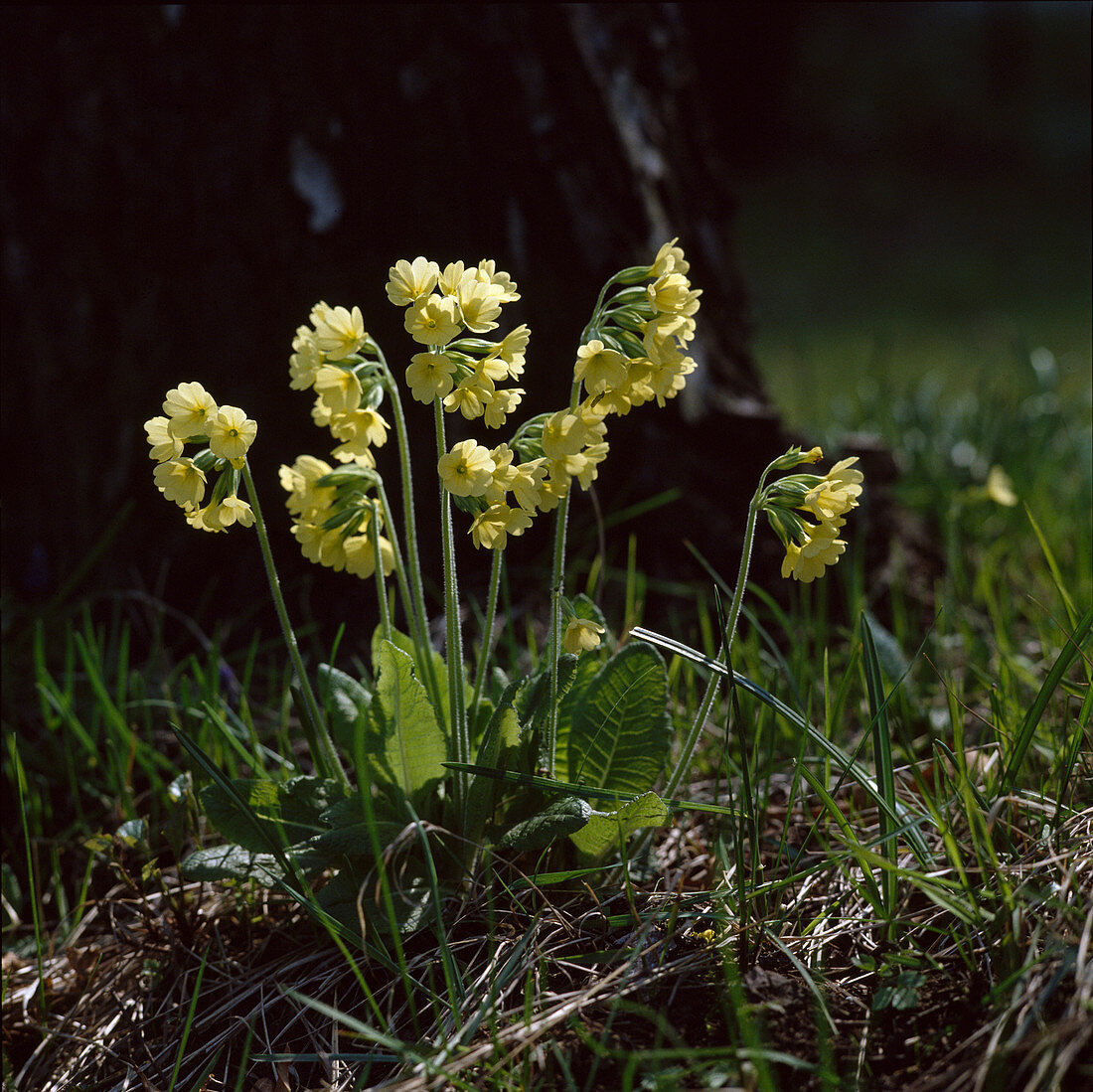 Primula Elatior hohe Schlüsselblume