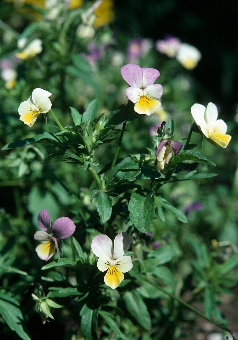 Viola tricolor (Feldstiefmütterchen, Ackerveilchen)