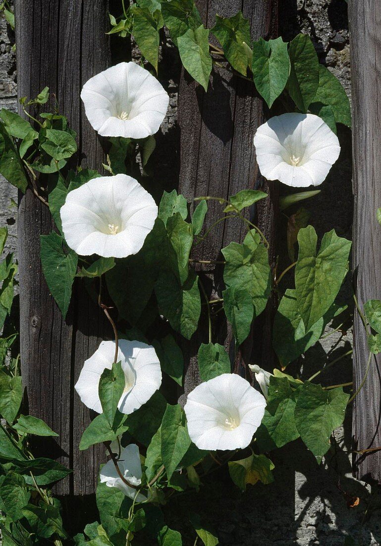 Calystegia sepium Zaunwinde