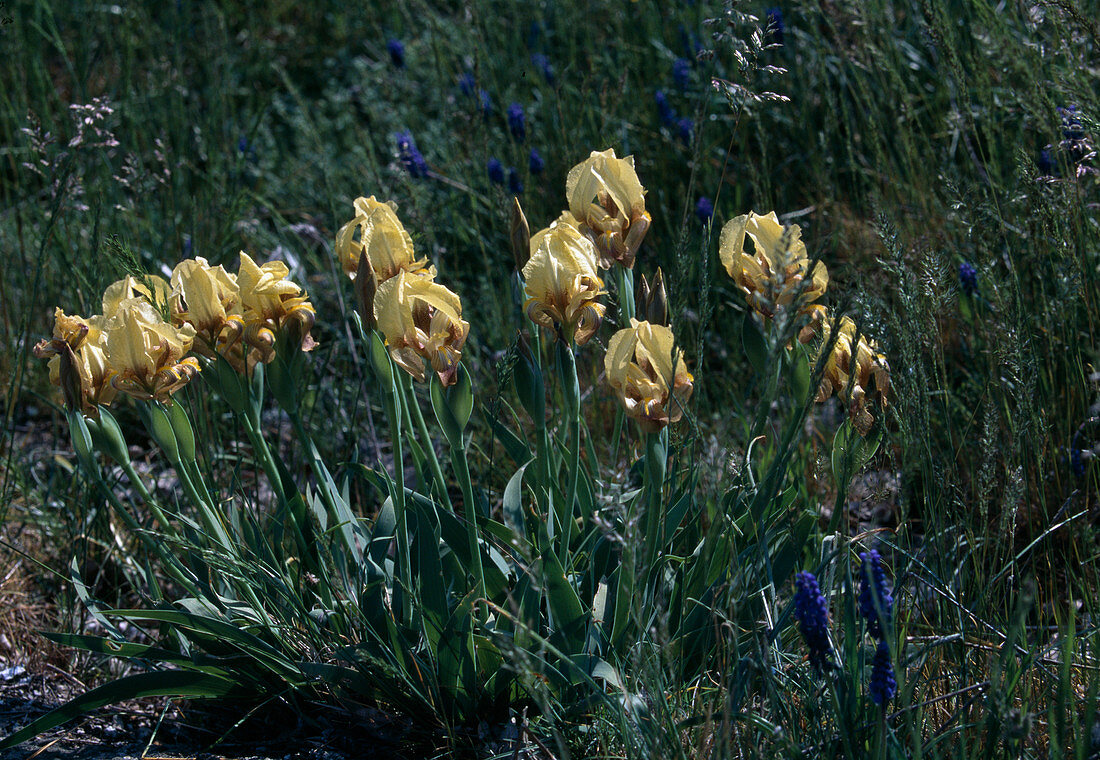 Iris Chamaeiris, N.- Griechenland