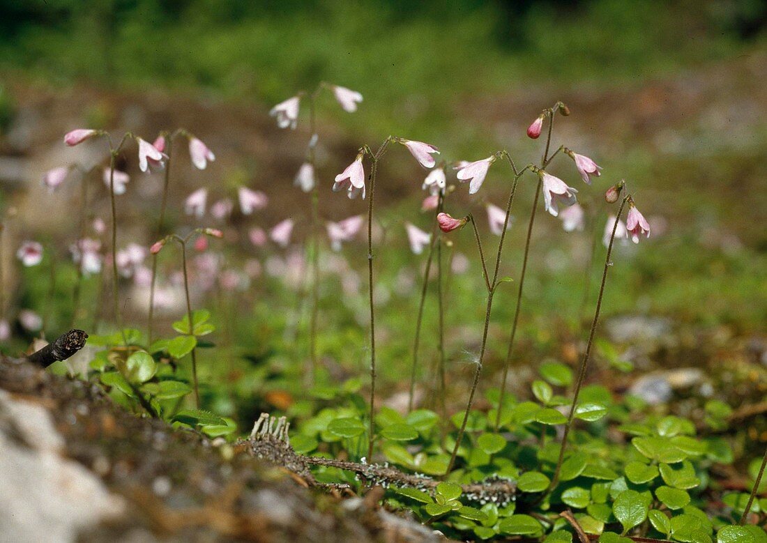 Nordic moss bell, twin flower, Linnaea borealis