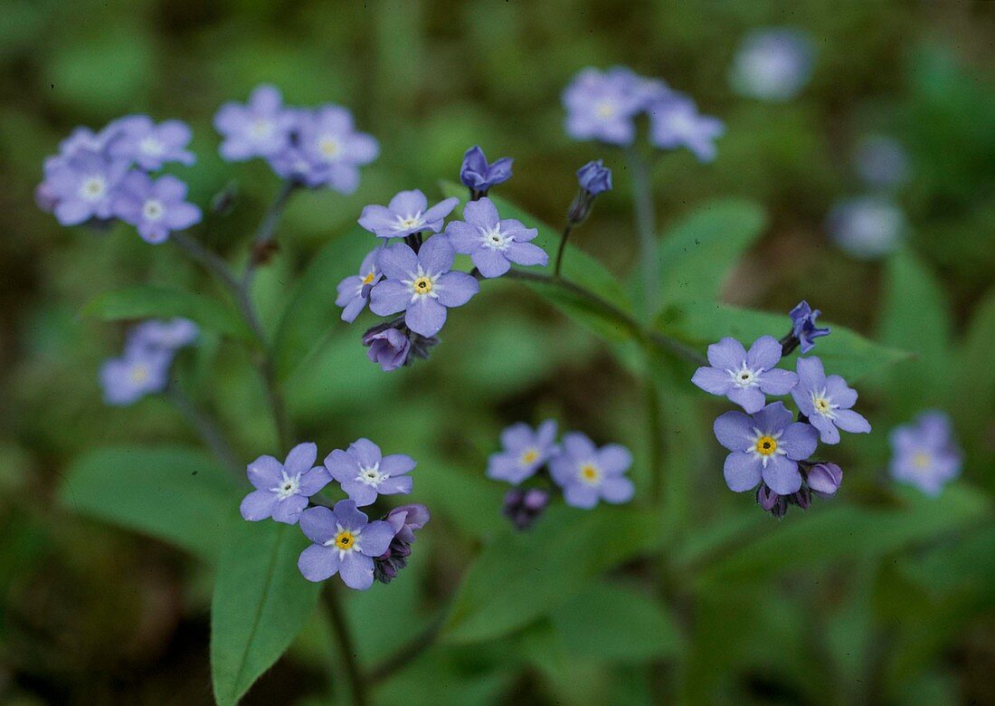 Wood forget-me-not, myosotis Sylvatica