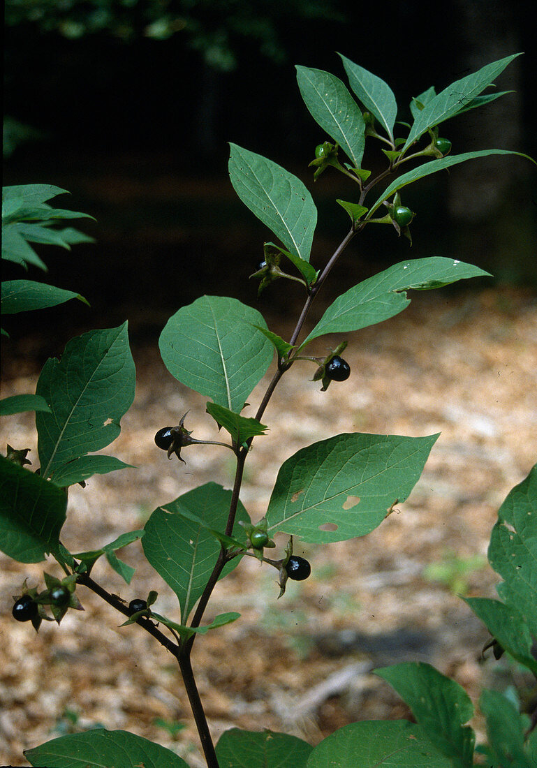 Atropa belladonna (Tollkirsche)