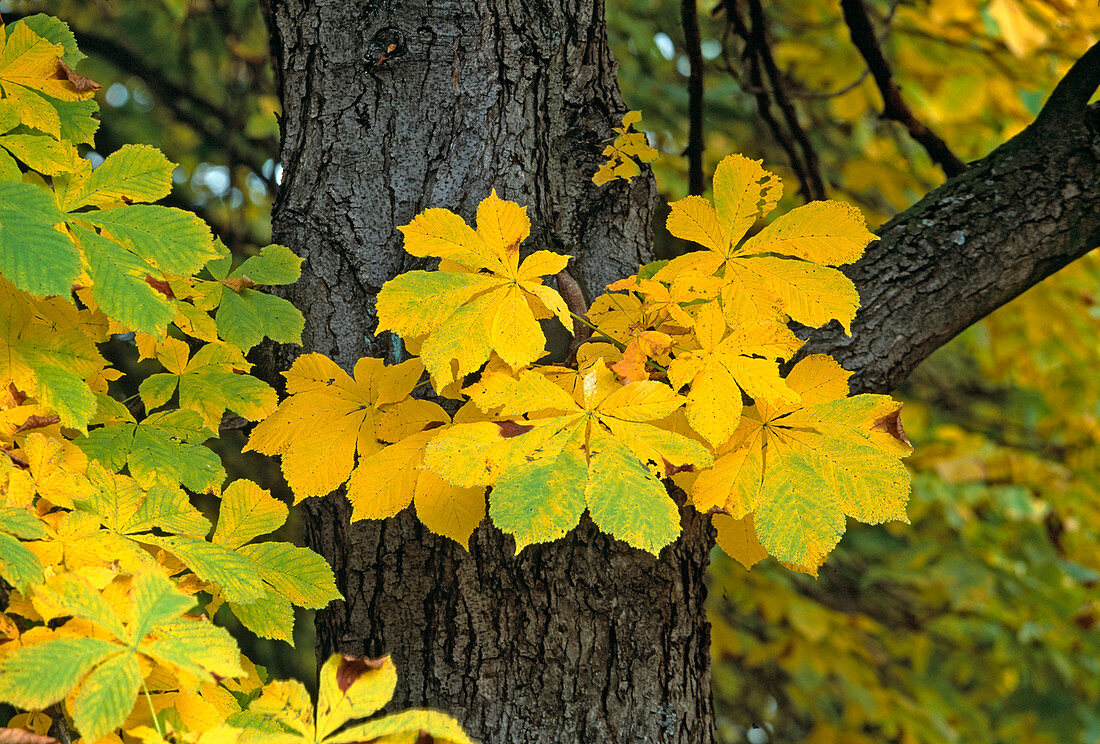 Aesculus (horse chestnut), autumn colours