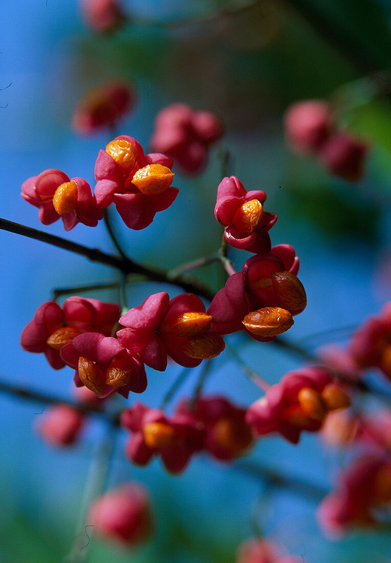 Peacock, Euonymus europaeus