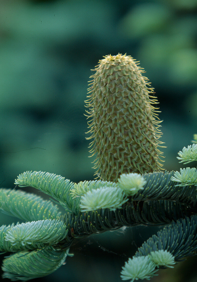 Abies procera 'Glauca' syn A. nobilis (silver fir) with cones