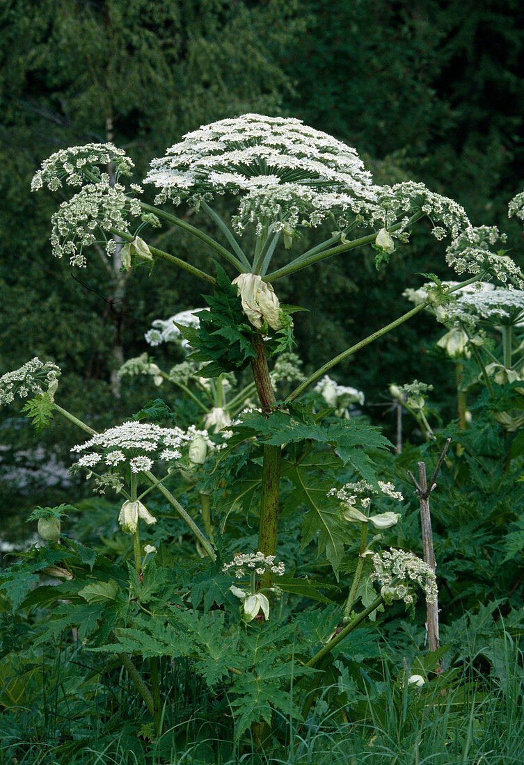 Heracleum mantegazzianum (giant hogweed), touching the leaves causes severe verbena