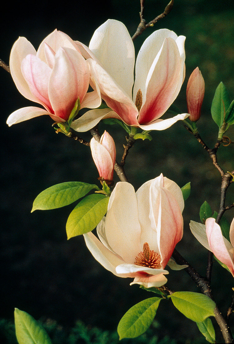 Magnolia soulangeana (Tulip magnolia)