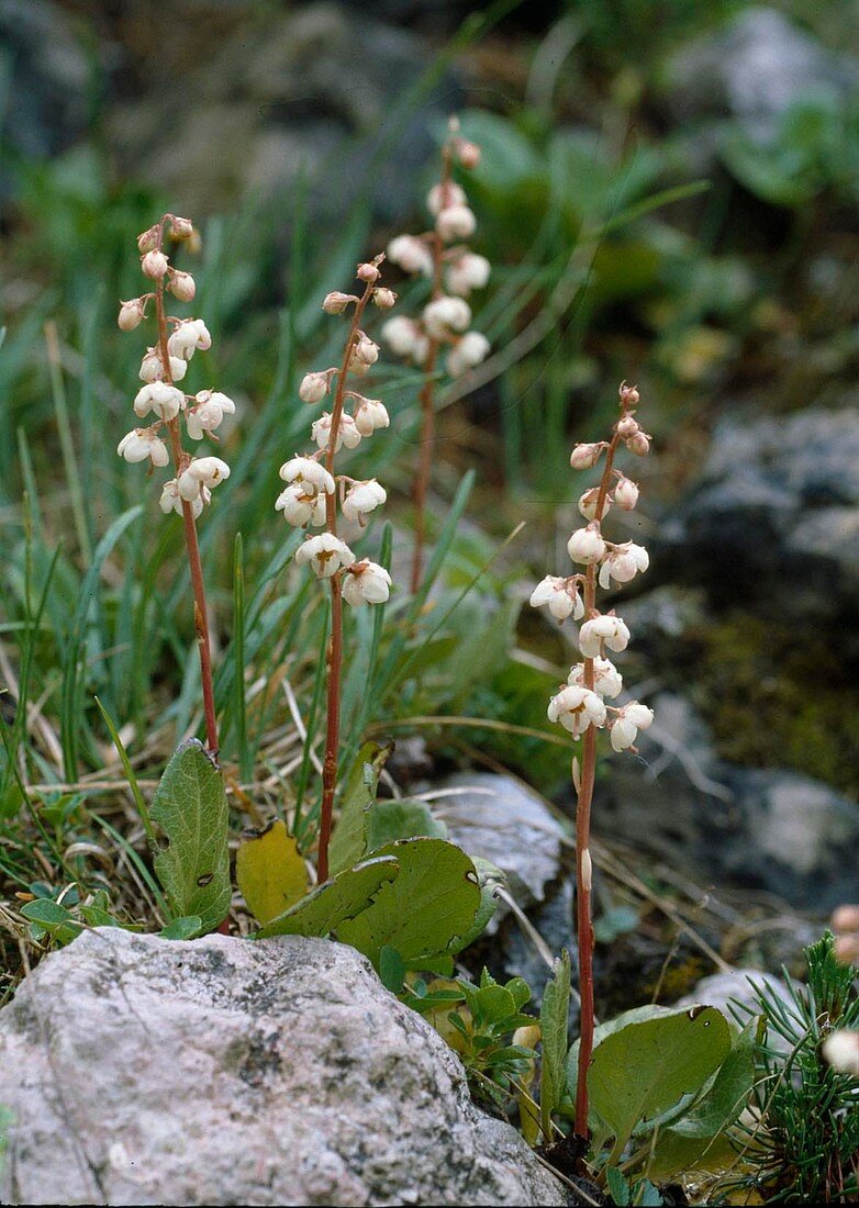 Pyrola rotundifolia (Rundblättriges Wintergrün)