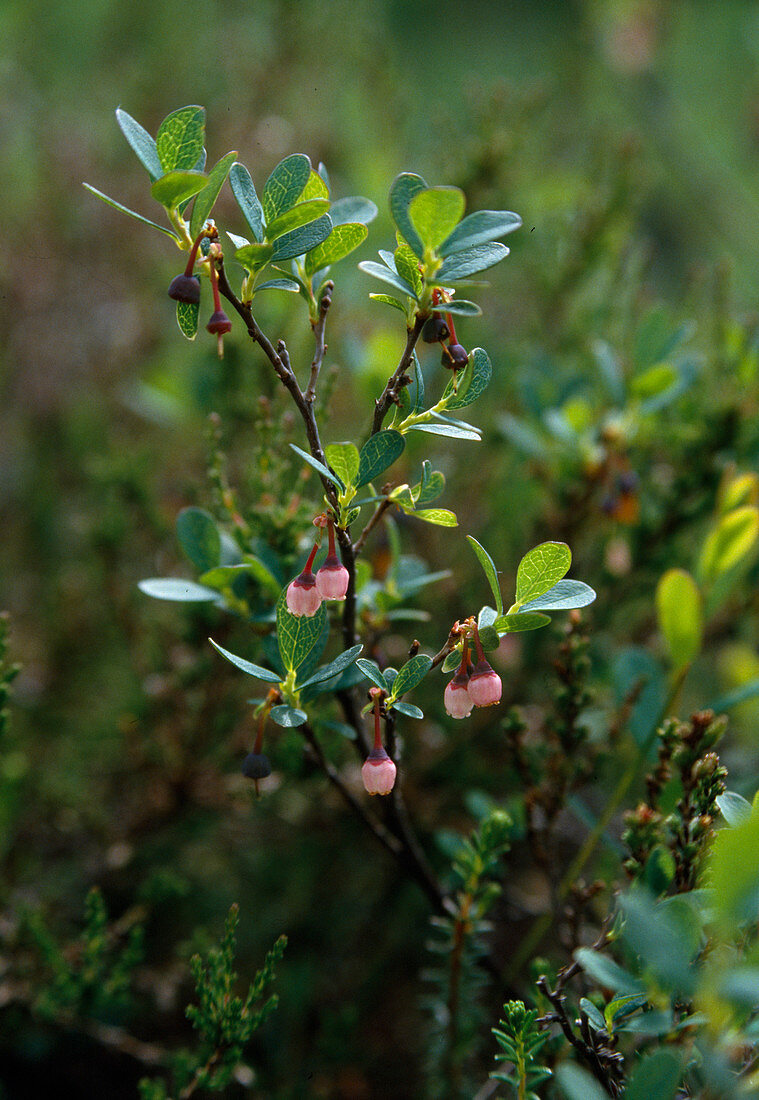 Wothe: flowering Vaccinium uliginosum (dewberry), also known as trunkberry, bogberry or fogberry in summer