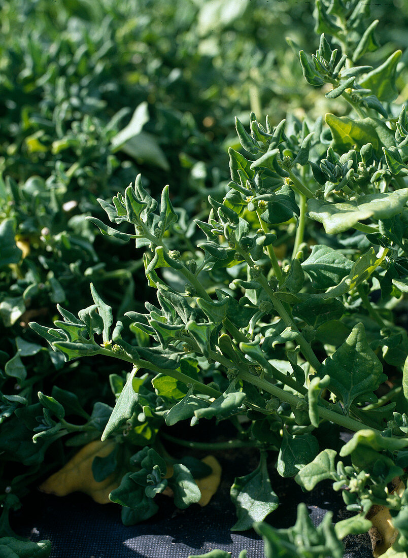 New Zealand spinach