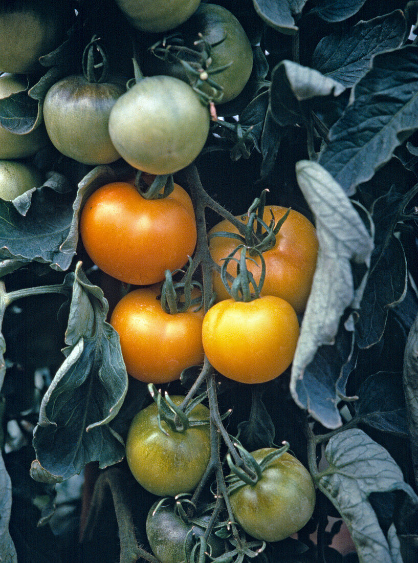 Tomato 'Golden Queen'