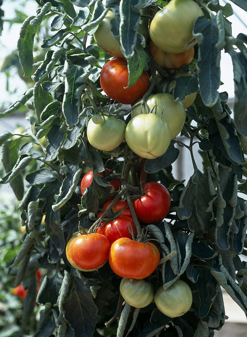 Tomato 'Master f1-Hybride'