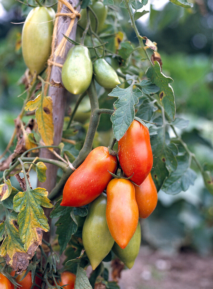 Egg tomato 'San Marzano'