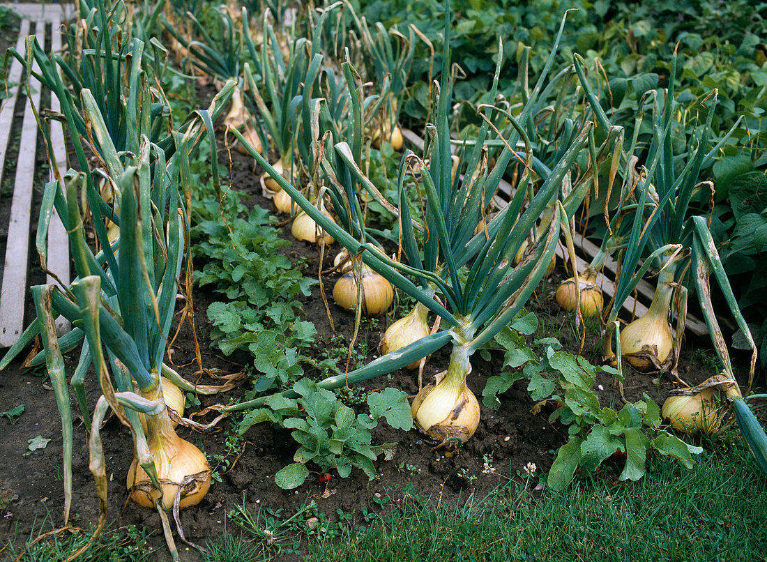 Giant vegetable onion