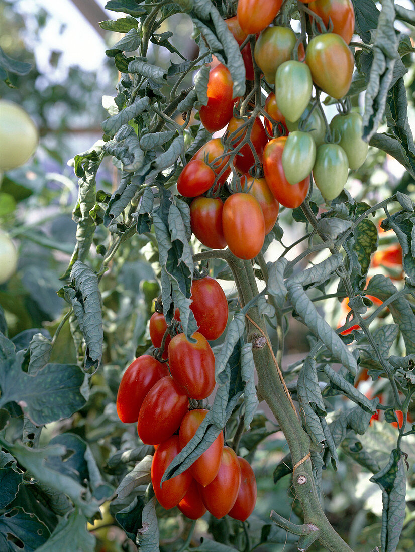 Tomato 'Serafino' - Cocktail tomato
