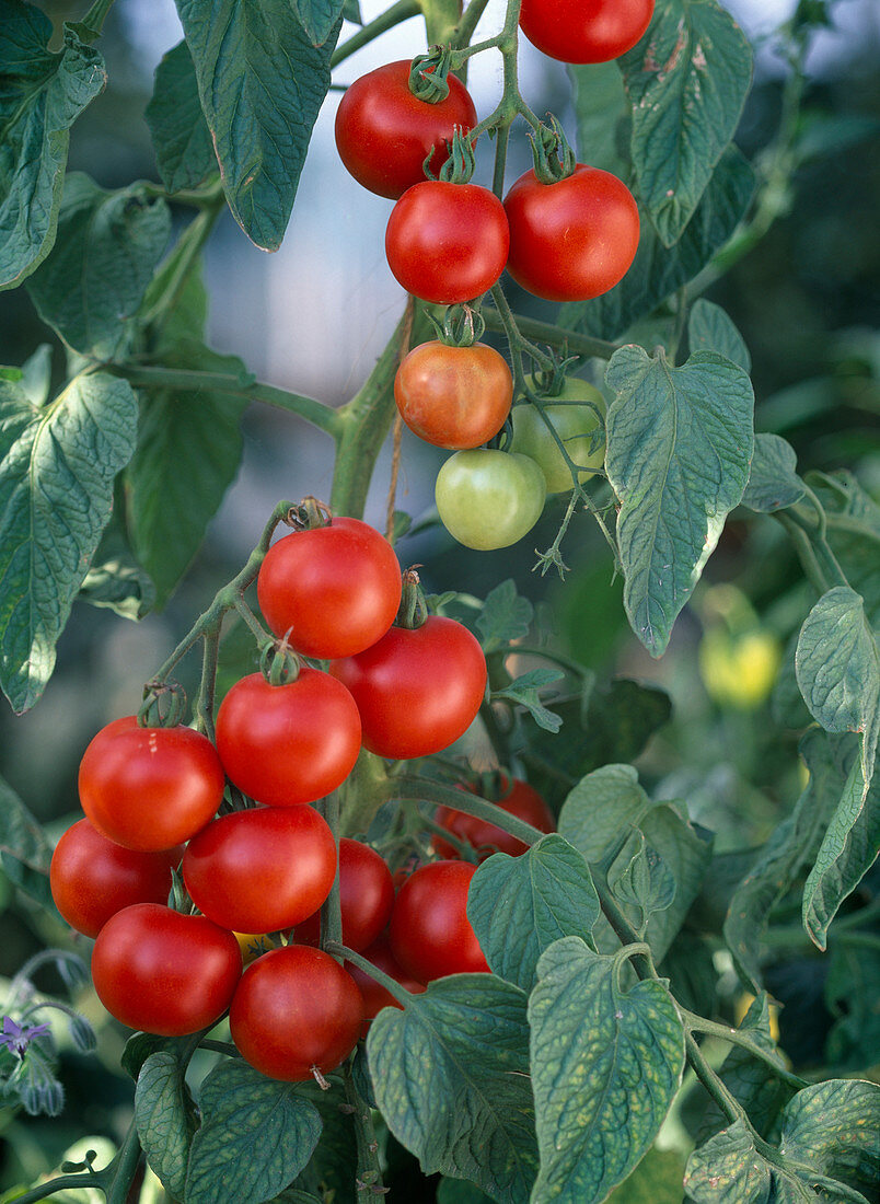 Tomato 'Gourmet'