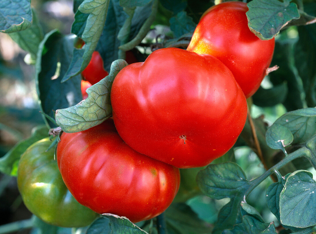 Tomato 'Master' - flesh tomato