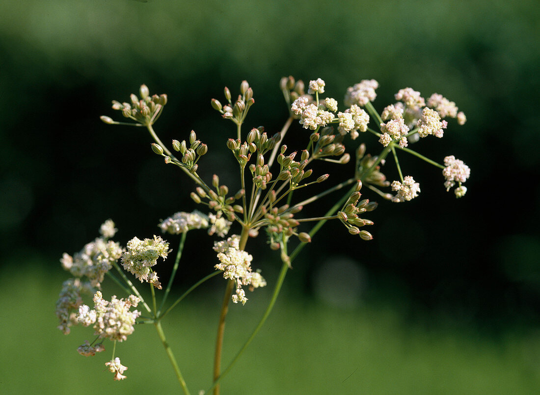 Caraway (Carum carvi), flowers and seeds