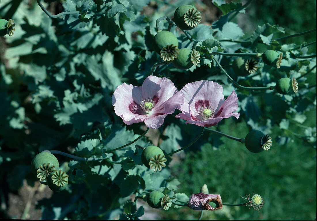 Papaver somniferum (opium poppy)