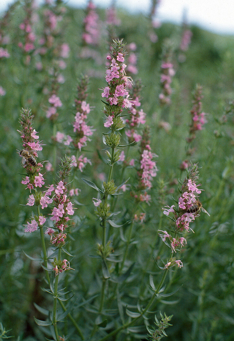 Hyssop