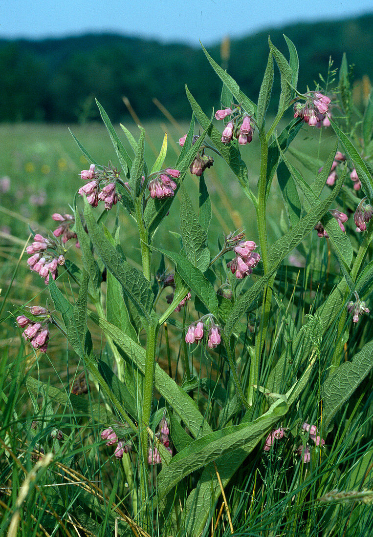 Symphytum officinale (comfrey) in its natural habitat.