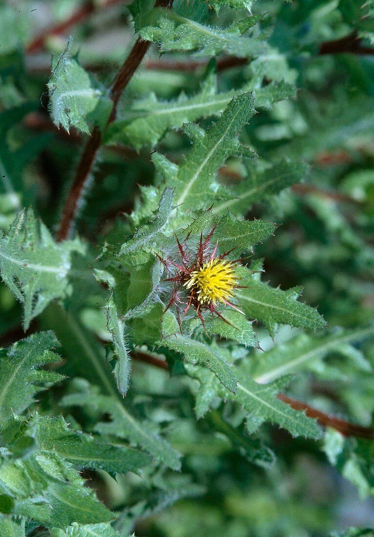 Benediktenkraut (Cnicus benedictus, Centaurea benedicta)