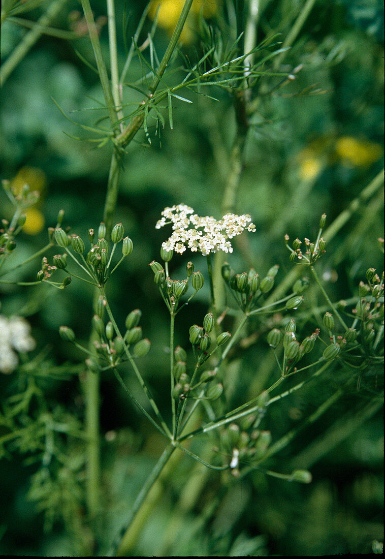 Real caraway (Carum carvi), flowers and seedbed