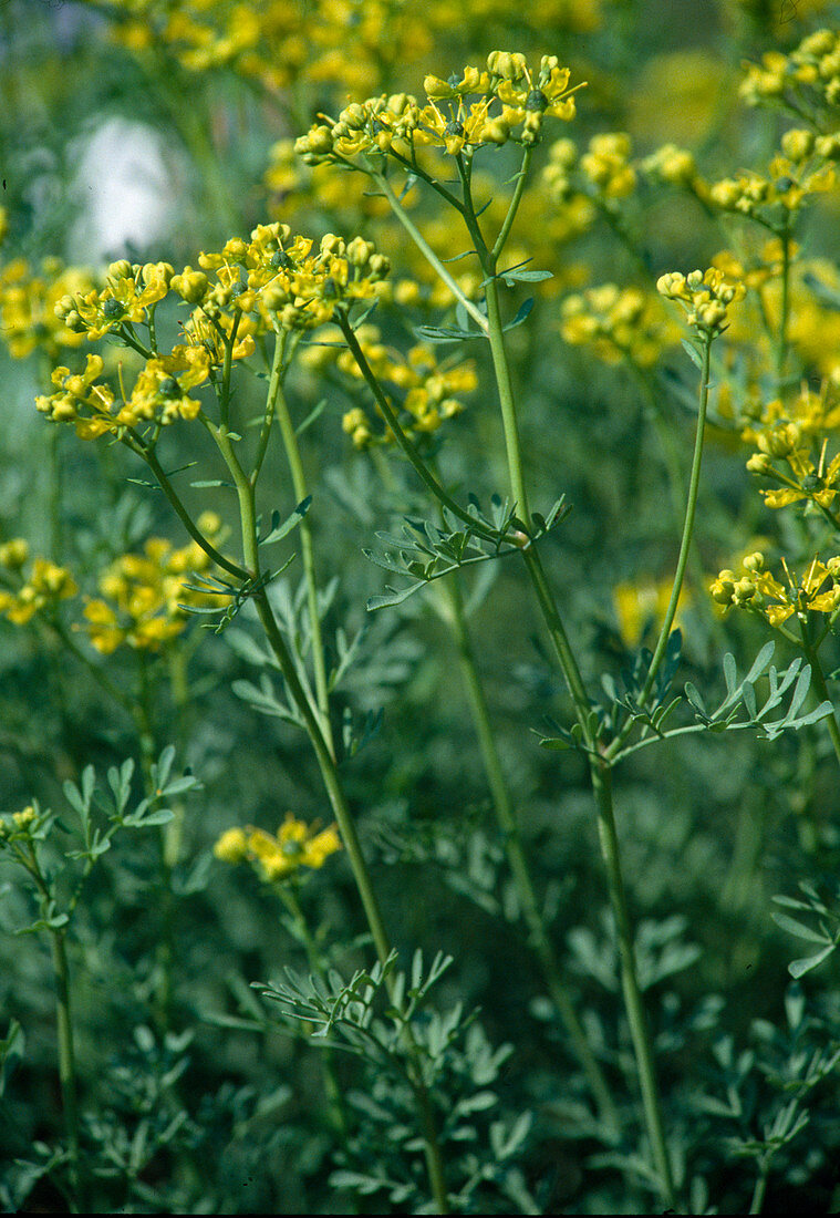 Blühende Weinraute (Ruta graveolens), wird als Duft- und Gewürzpflanze benutzt