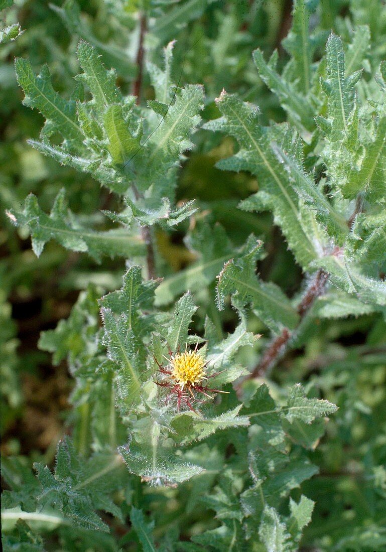 Benediktenkraut (Cnicus benedictus, Centaurea benedicta)