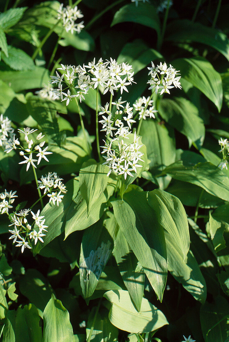 Blooming wild garlic (Allium ursinum) in the garden