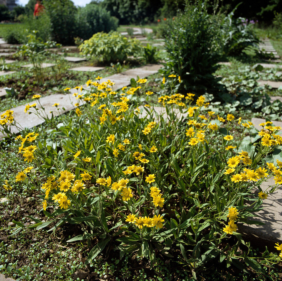 Arnica chamissonis ssp. foliosa ( American Arnica)