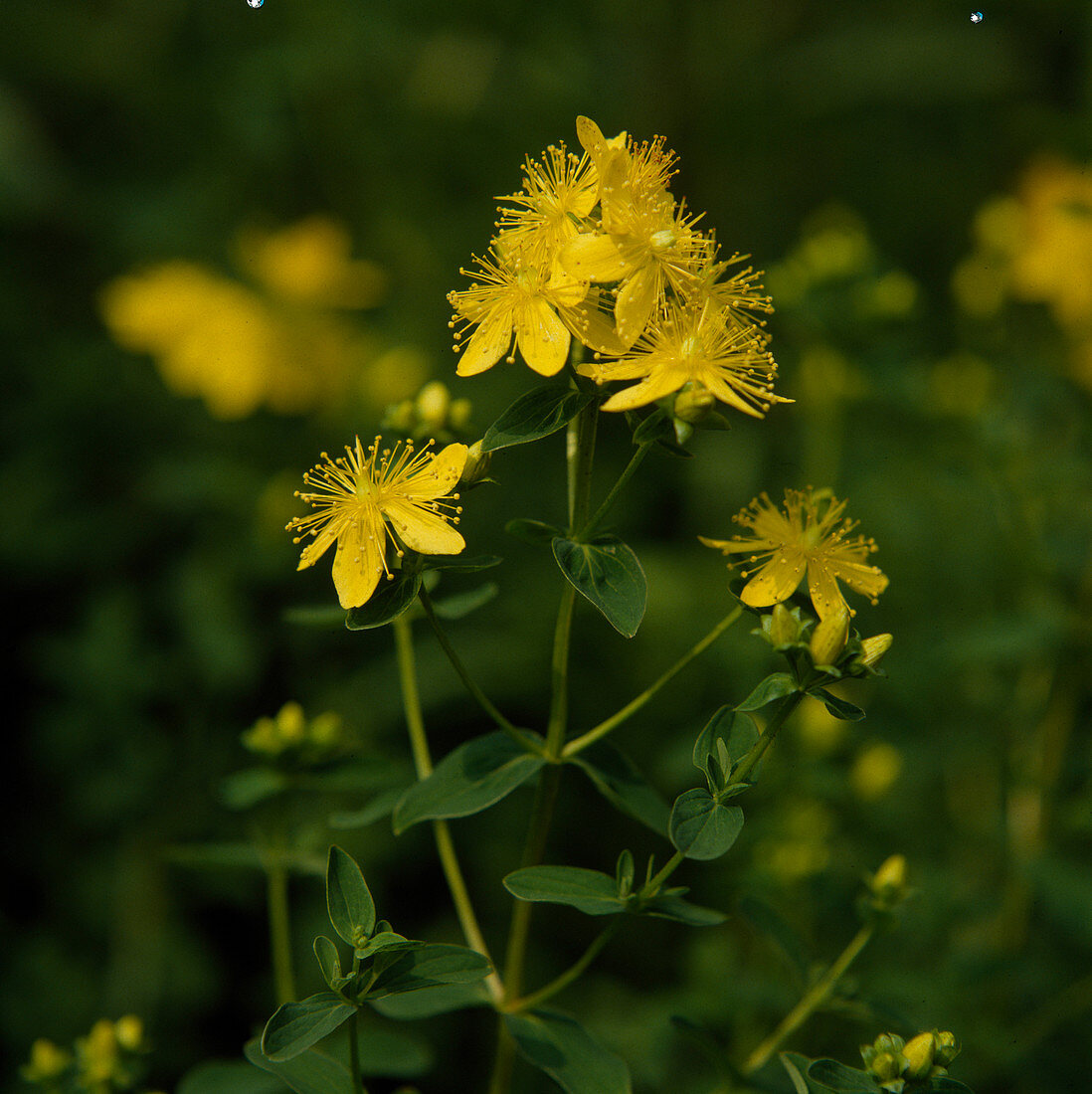 St. John's wort