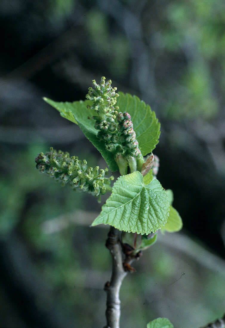 Morus (Mulberry tree, flowering)