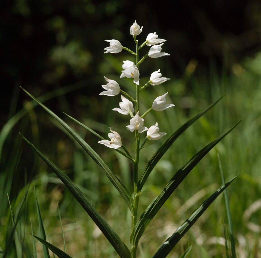 Cephalanthera longifolia (Schwertblättriges Waldvögelein)