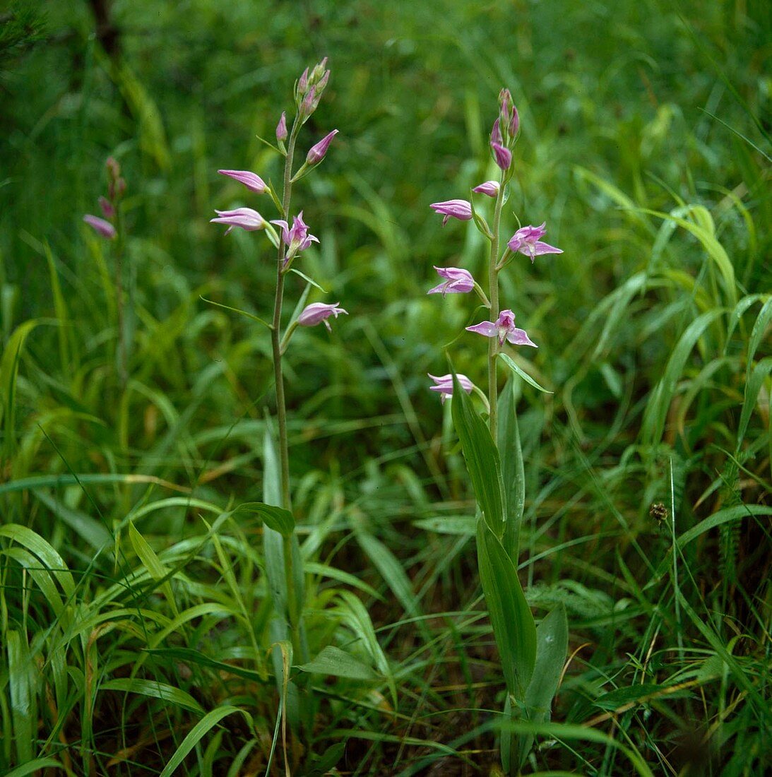 Cephalanthera Rubra, Rotes Waldvögelein