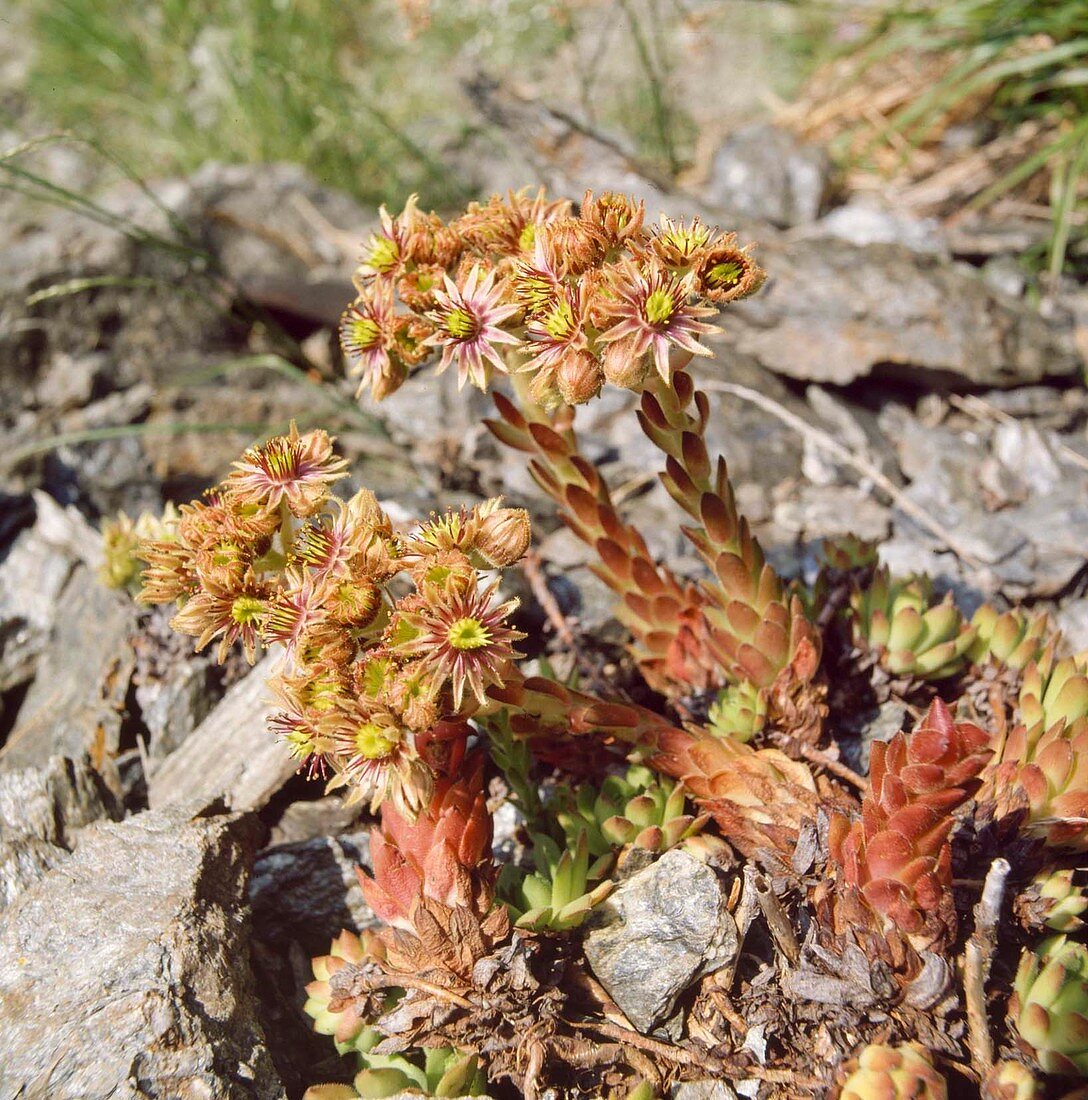 Sempervivum montanum, mountain houseleek