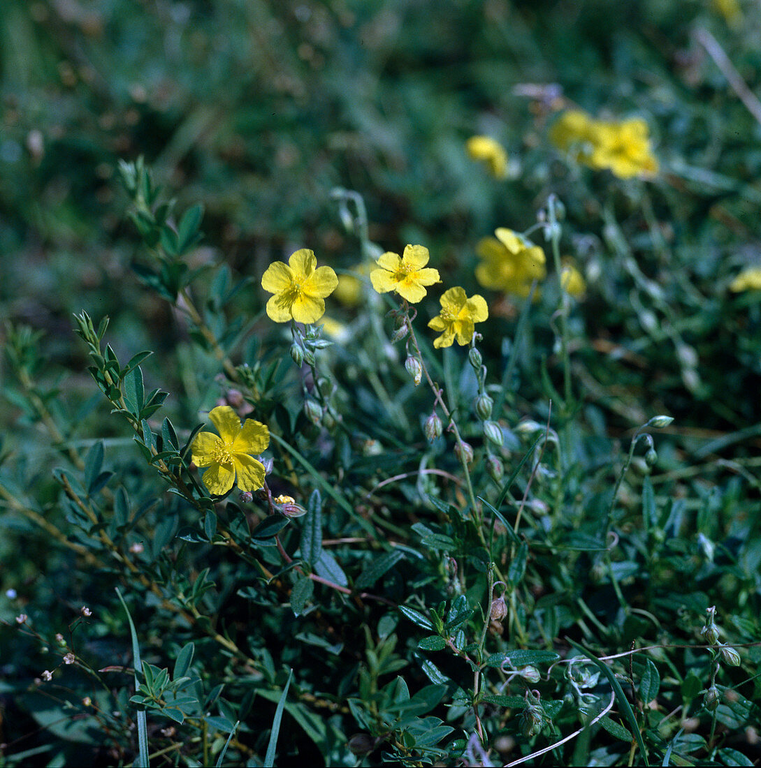 Helianthemum nummularium (Common sunflower)